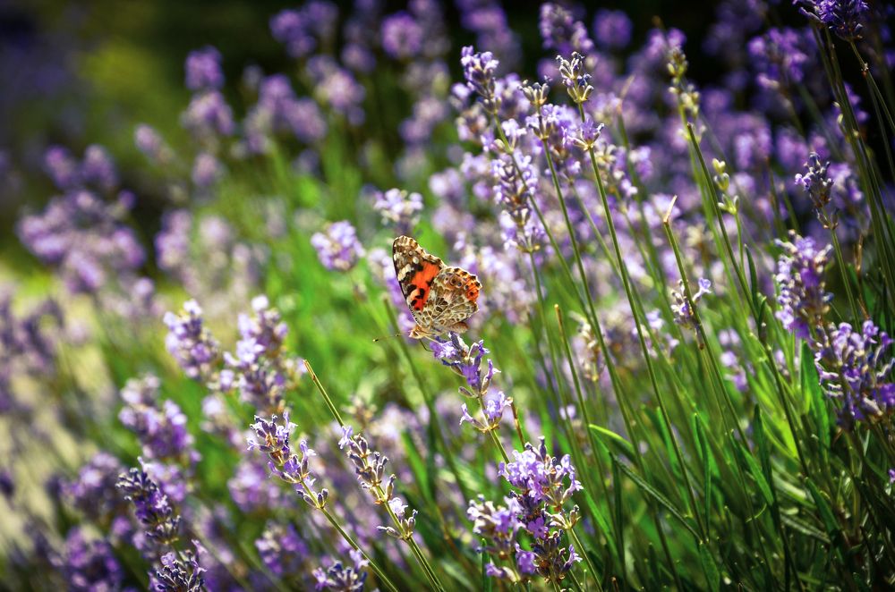 Photograph by Анастасия Кашенко