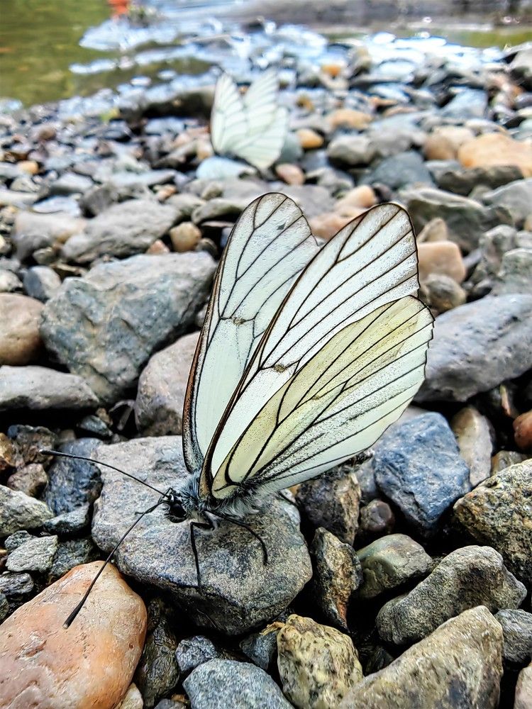 Photograph by Чкареули Светлана