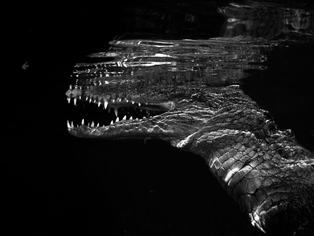 Photograph by vinay abraham mathew