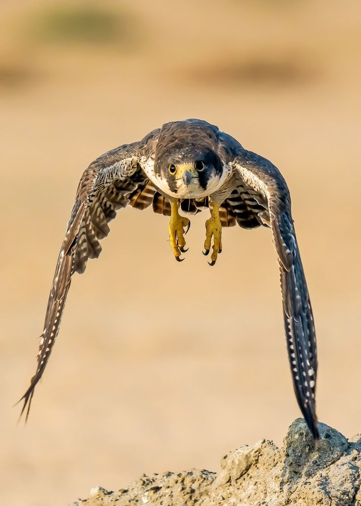 Peregrine Falcon