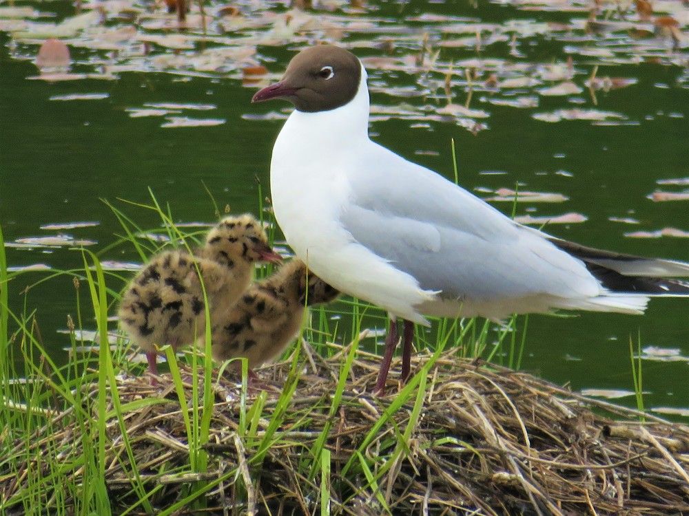 Photograph by Людмила Кононова