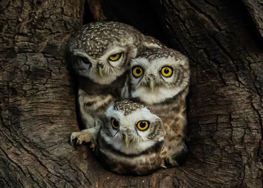 Spotted Owlet