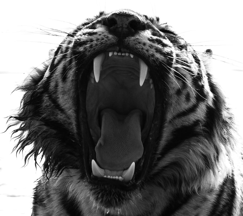 Photograph by vinay abraham mathew