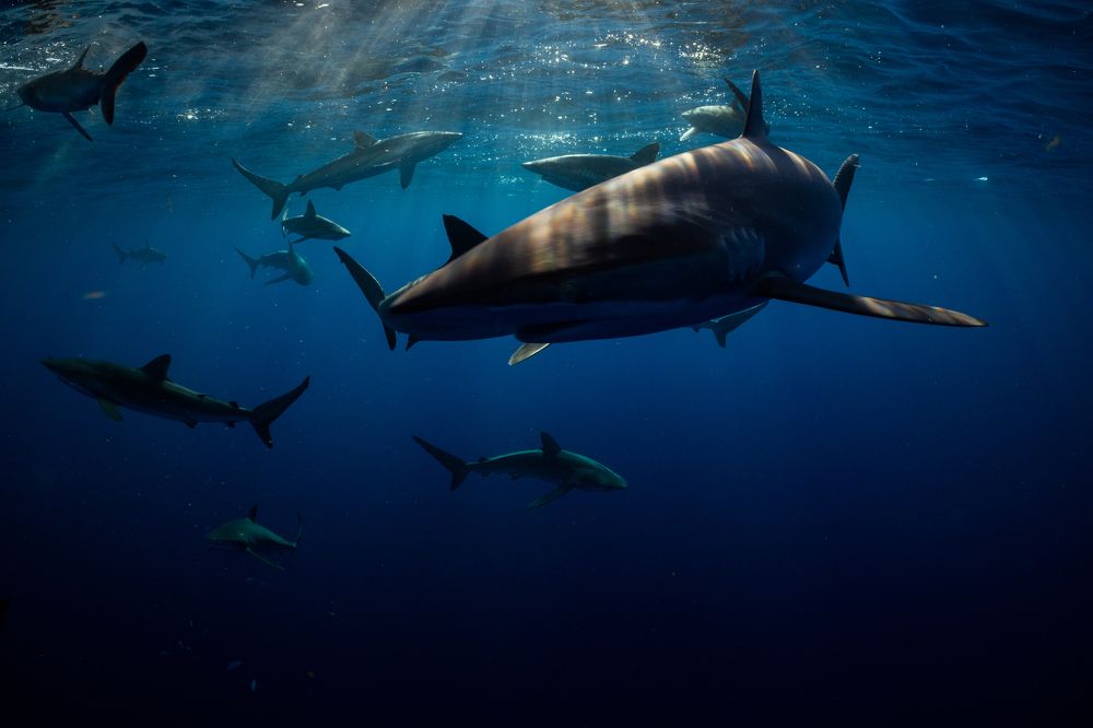 Photograph by vinay abraham mathew