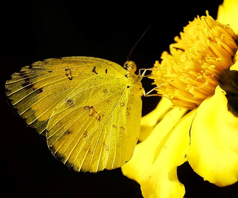 Photograph by Dibyajit Seth