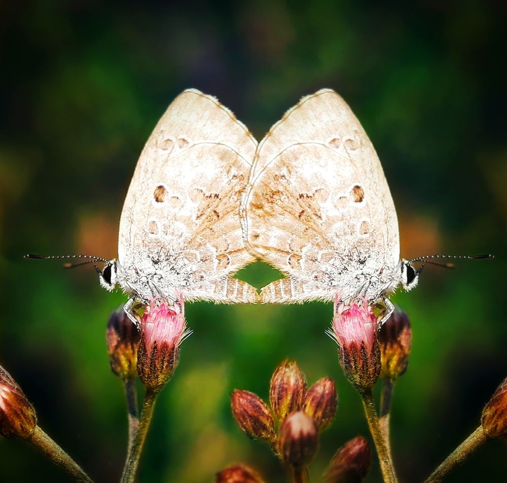 Photograph by Dibyajit Seth