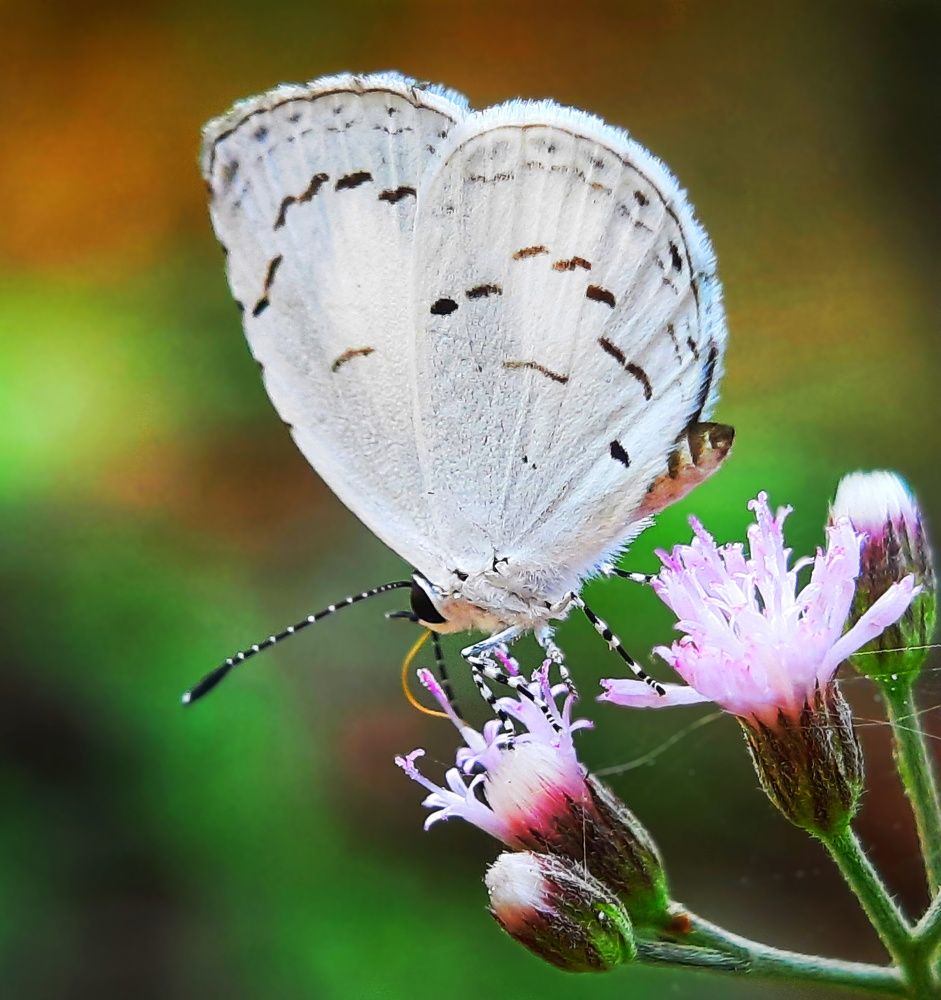 Photograph by Dibyajit Seth