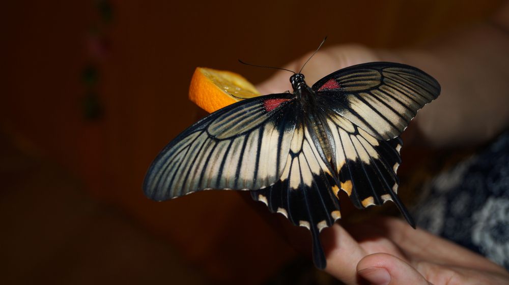 Photograph by Екатерина Ботникова