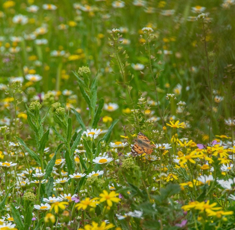 Фотография автора kazem kakaei