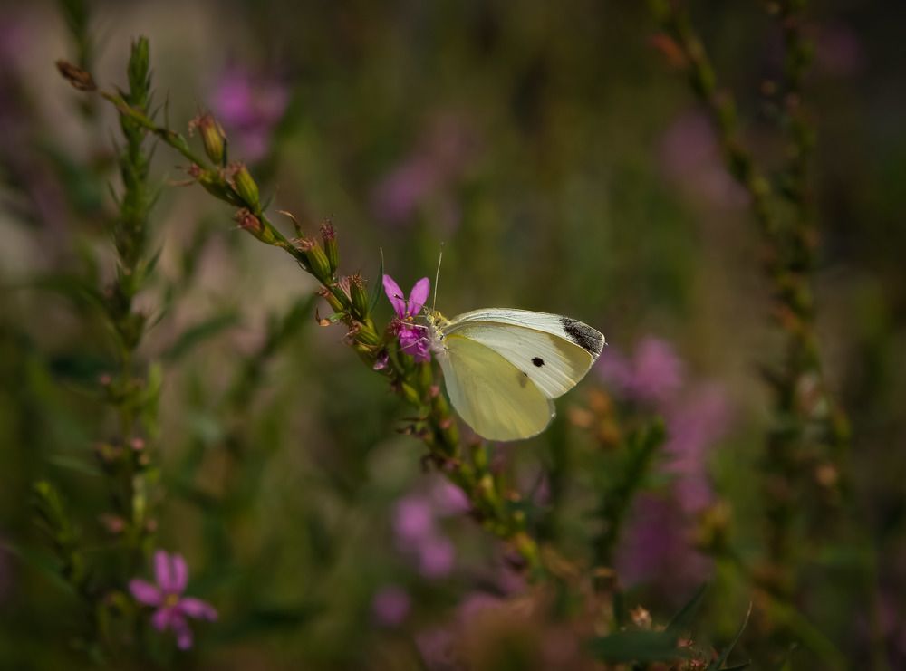 Photograph by Екатерина Вспышкина