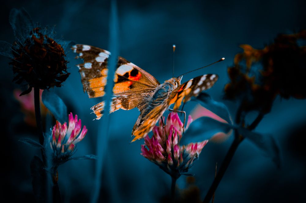 Фотография автора Mikheil Darsavelidze