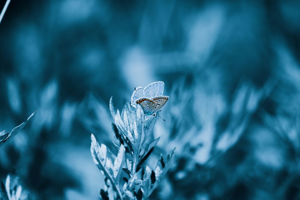 Фотография автора Mikheil Darsavelidze