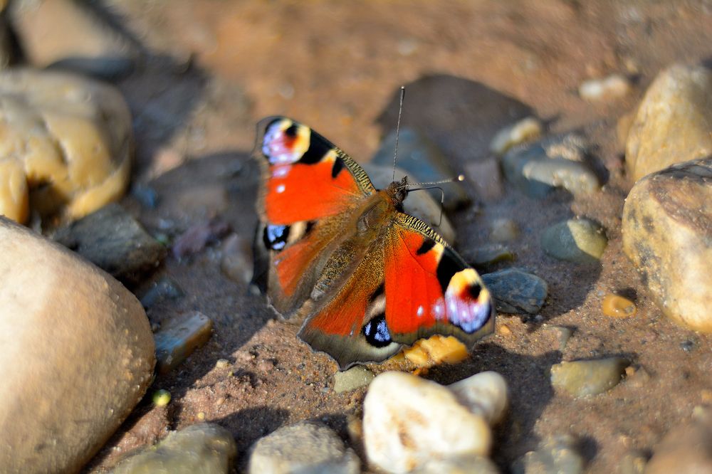 Photograph by Александр Зуев