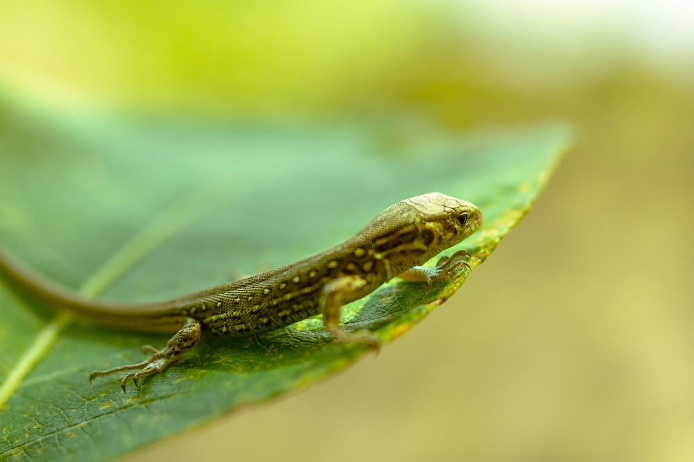 Фотография автора Руслан Комаров