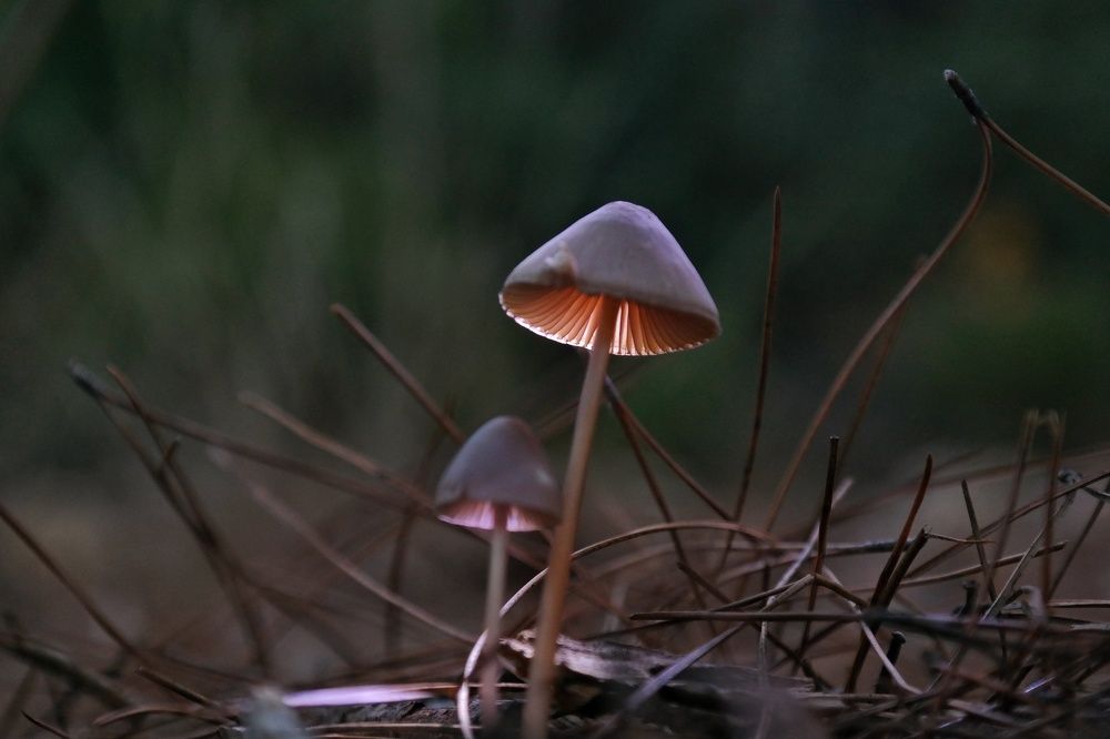 Photo #9211100