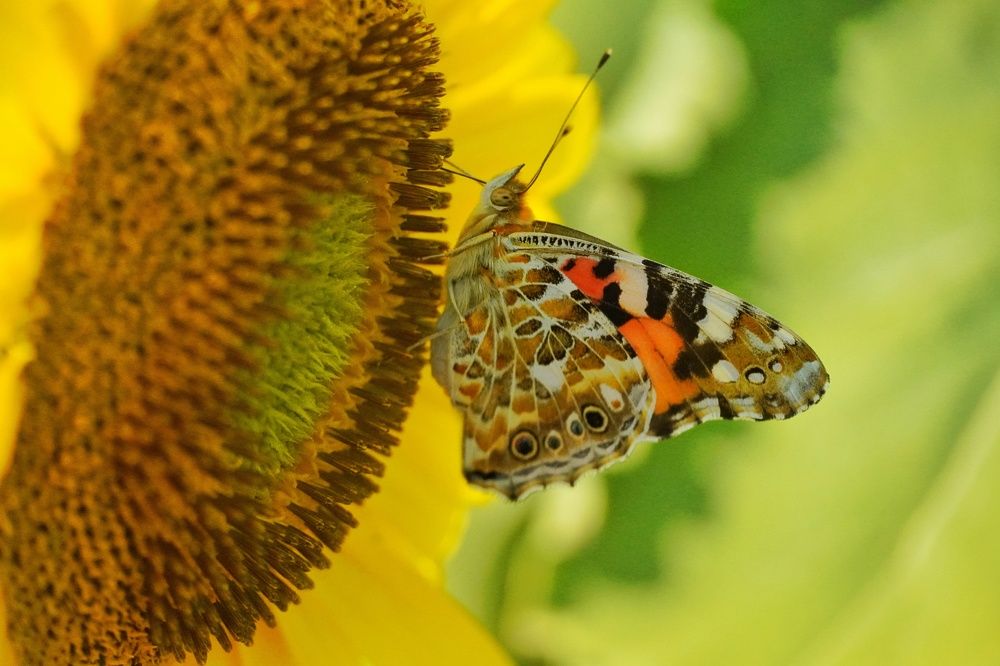 Photograph by Vedat Ates