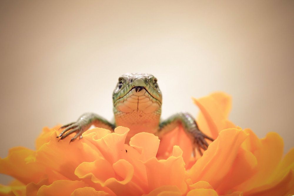 Photograph by Нели Арнаудова