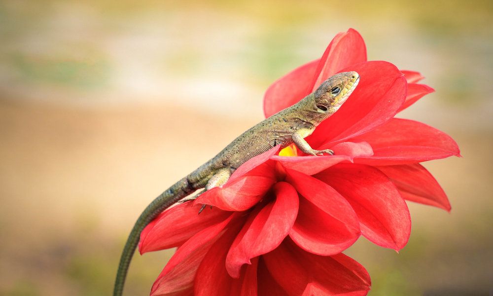 Photograph by Нели Арнаудова