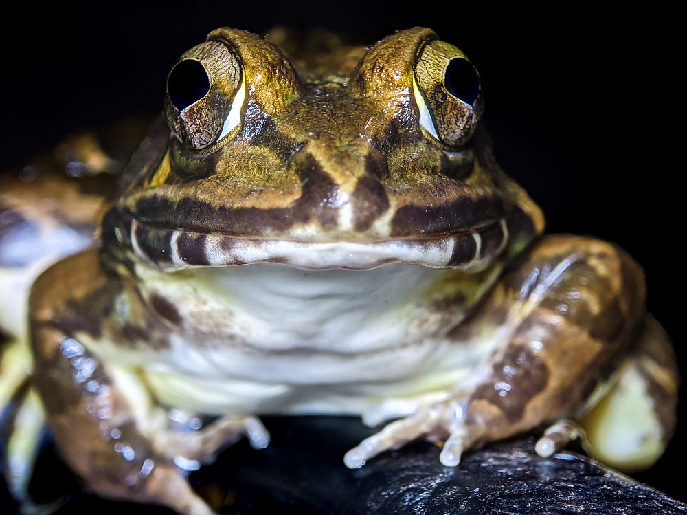 Photograph by Vaishnav K V