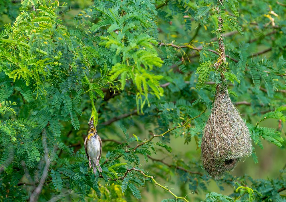 Фотография автора Chandramouli Chandramouli
