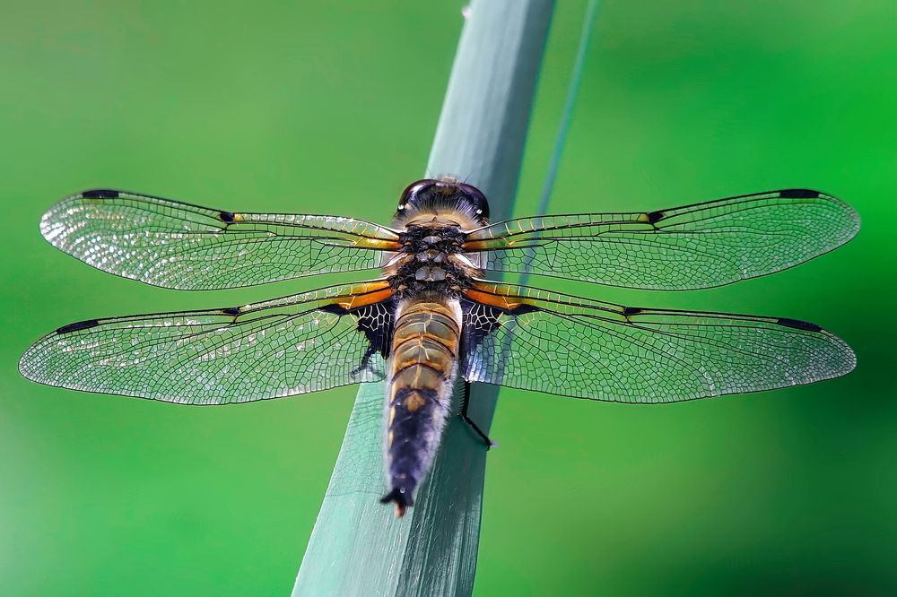 Photograph by Игорь Чеботарёв