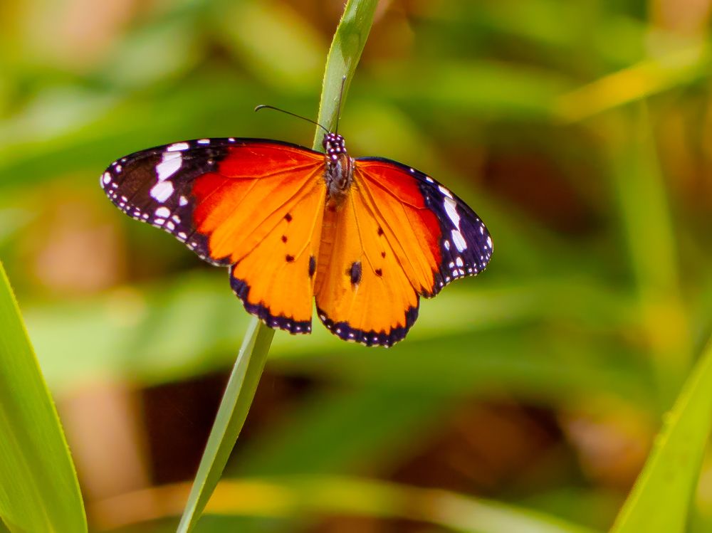 Photograph by Abed Abedaljalil