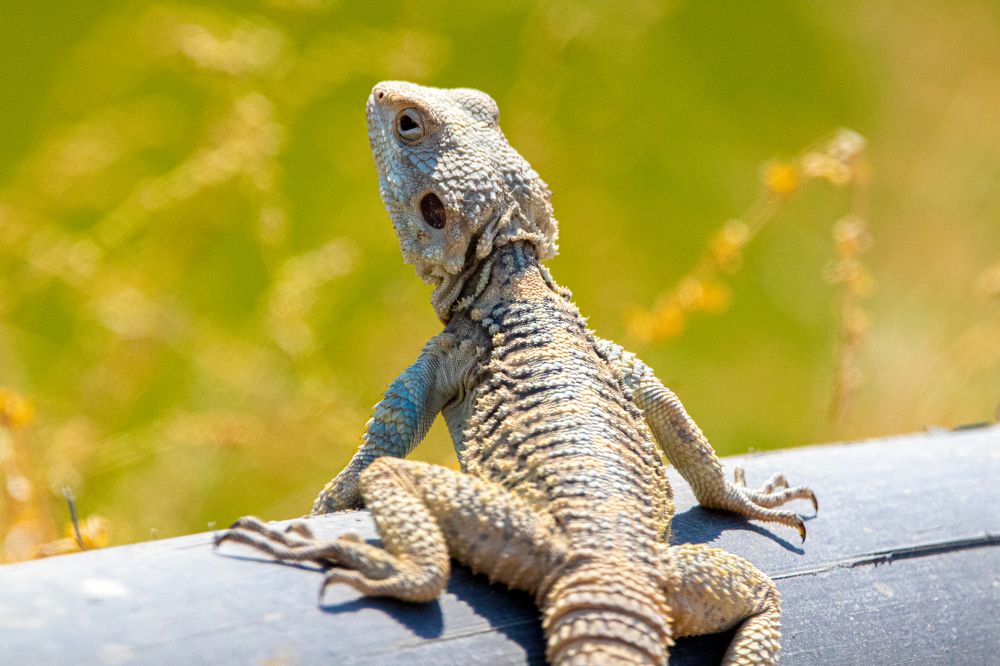 Photograph by Abed Abedaljalil