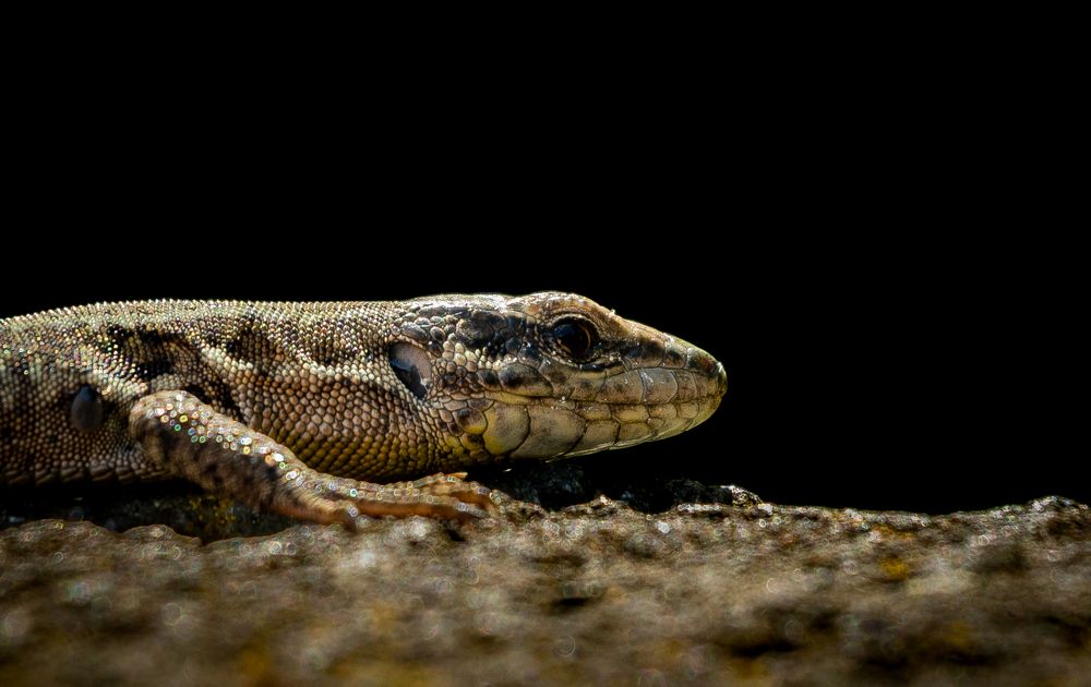 Фотография автора Utathya Roy