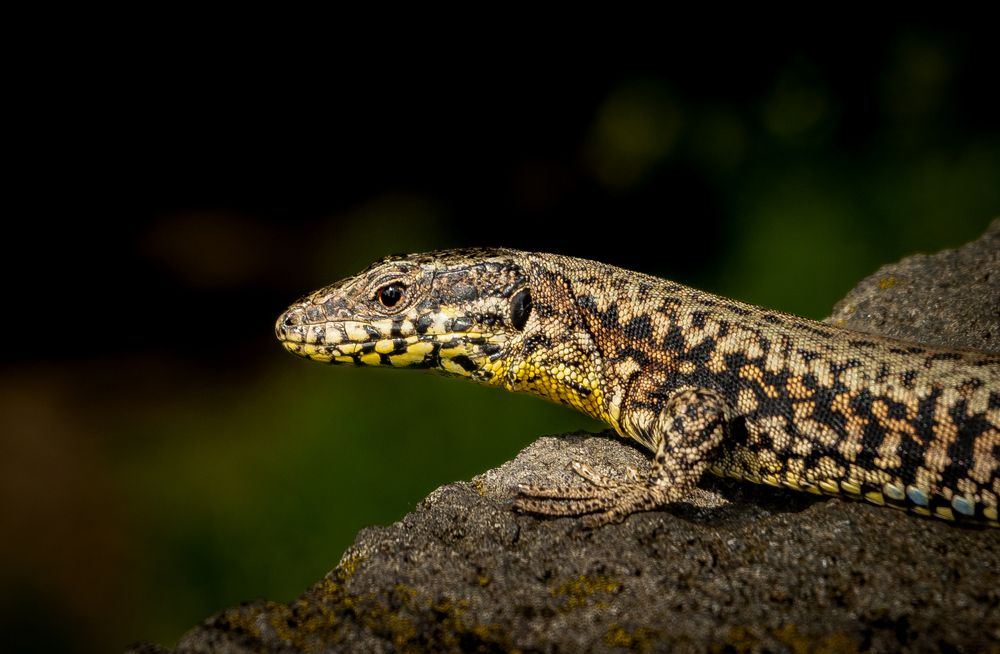 Фотография автора Utathya Roy