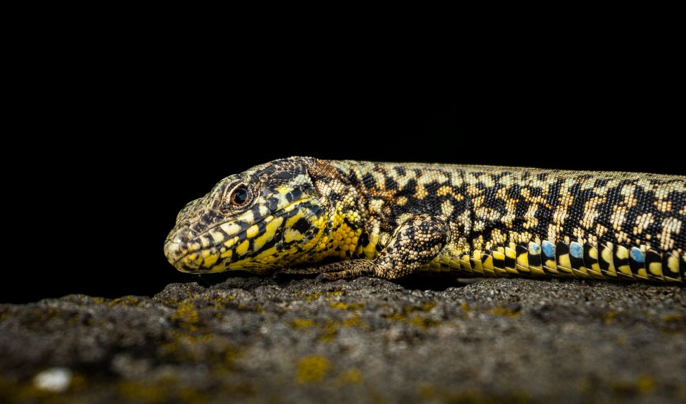 Фотография автора Utathya Roy