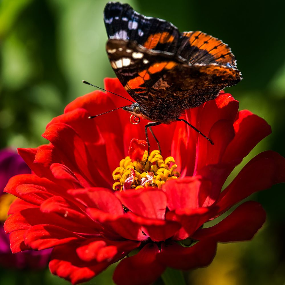 Фотография автора Владислав Храмцов