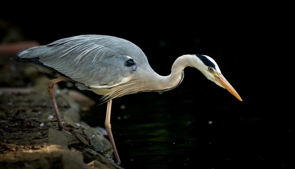 Фотография автора Utathya Roy