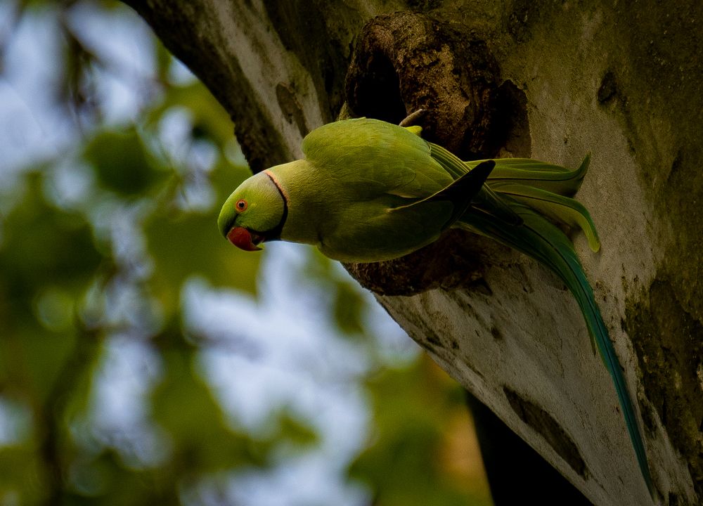 Фотография автора Utathya Roy