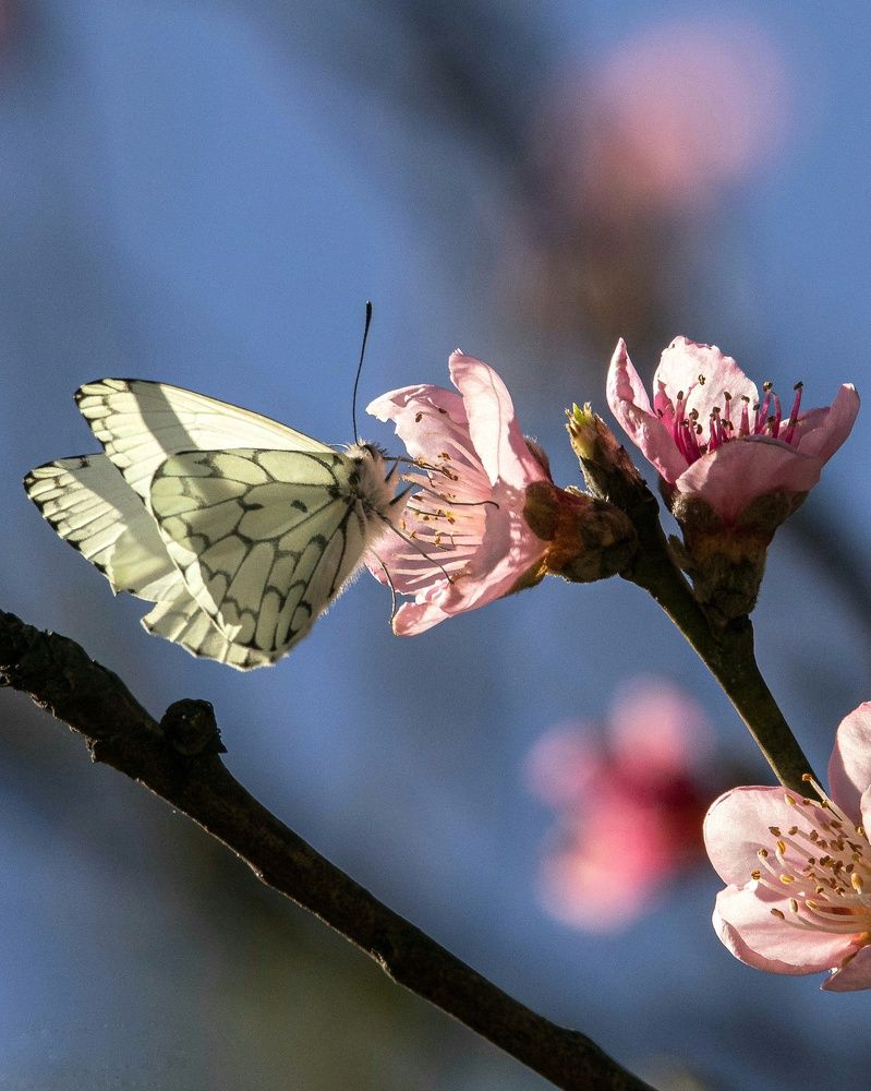 Photograph by Pablo Corengia