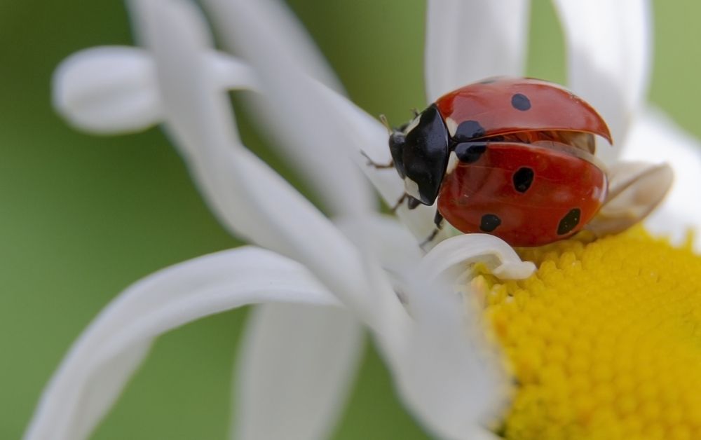 Photograph by Алёна