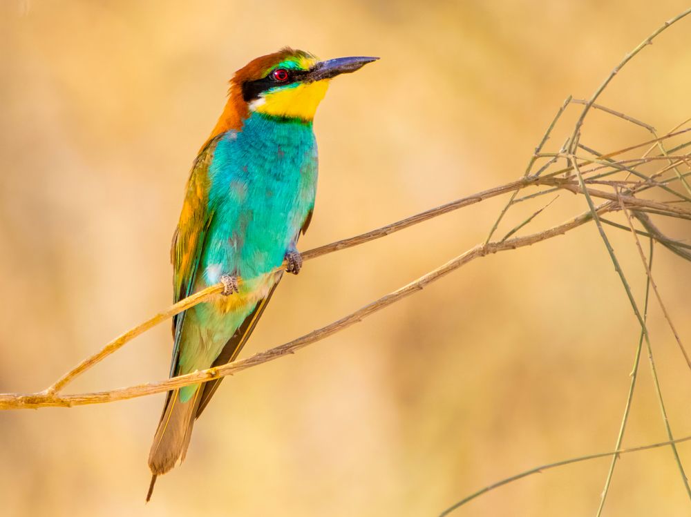 Photograph by Abed Abedaljalil