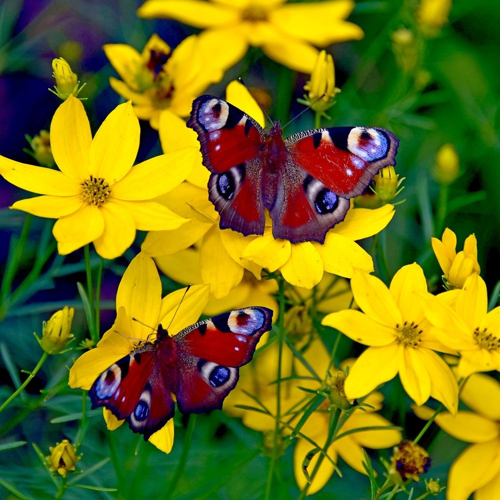 Photograph by Дмитрий Розенбаум