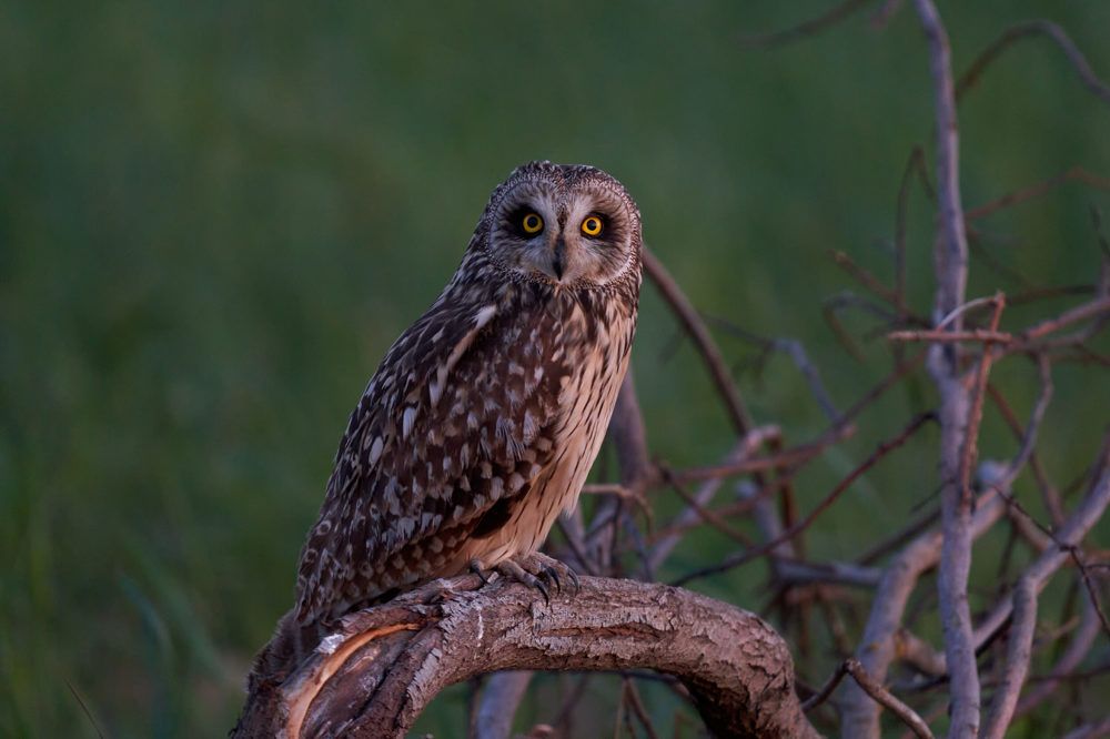 Болотная сова в поле в предзакатный час