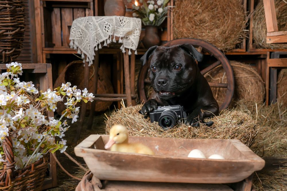 Photograph by Марина Суздаль