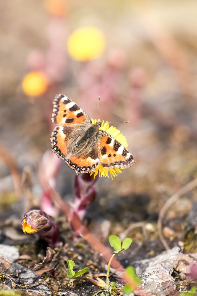 Photograph by Марина Суздаль