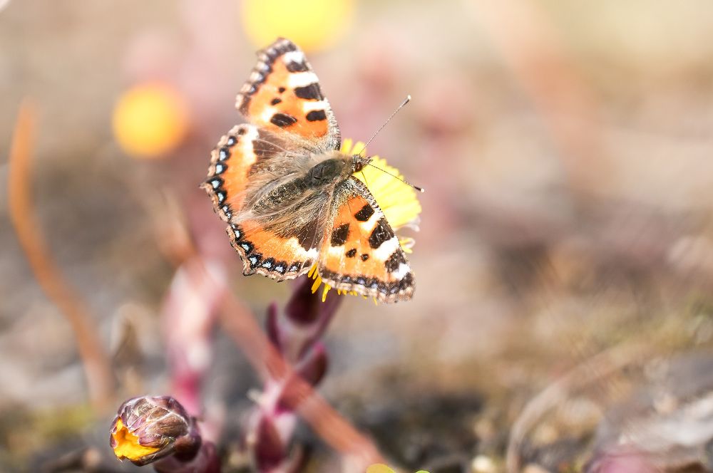 Photograph by Марина Суздаль