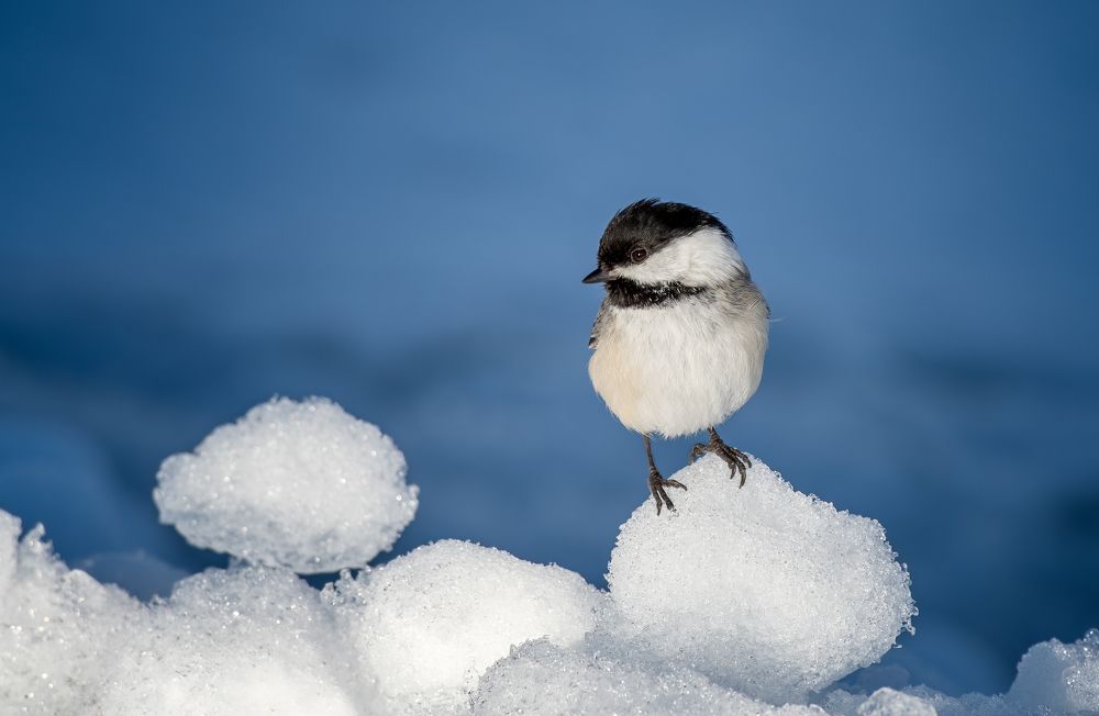 Фотография автора Liyan Dai