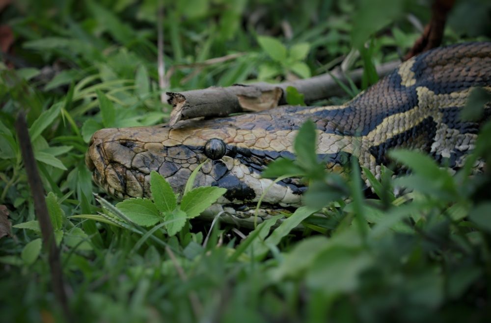 Photograph by Somjit Ghosh