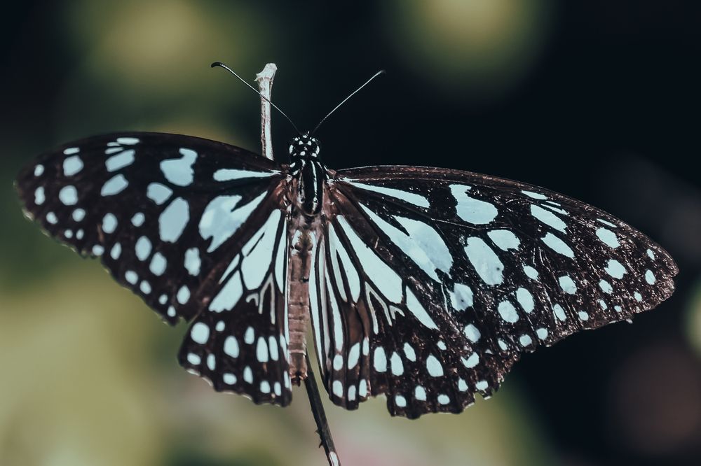 Name: Blue tiger