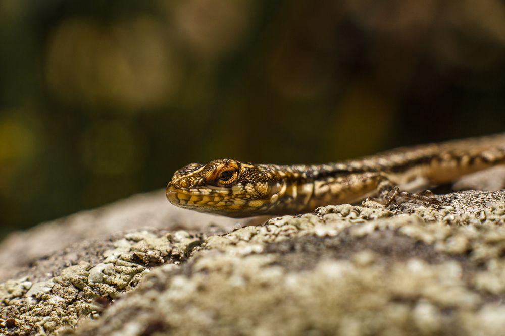 Фотография автора Gabriel de Araujo Almeida