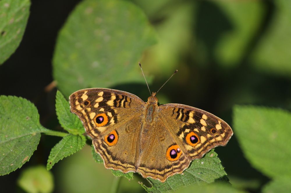 Photograph by Chintan Vyas
