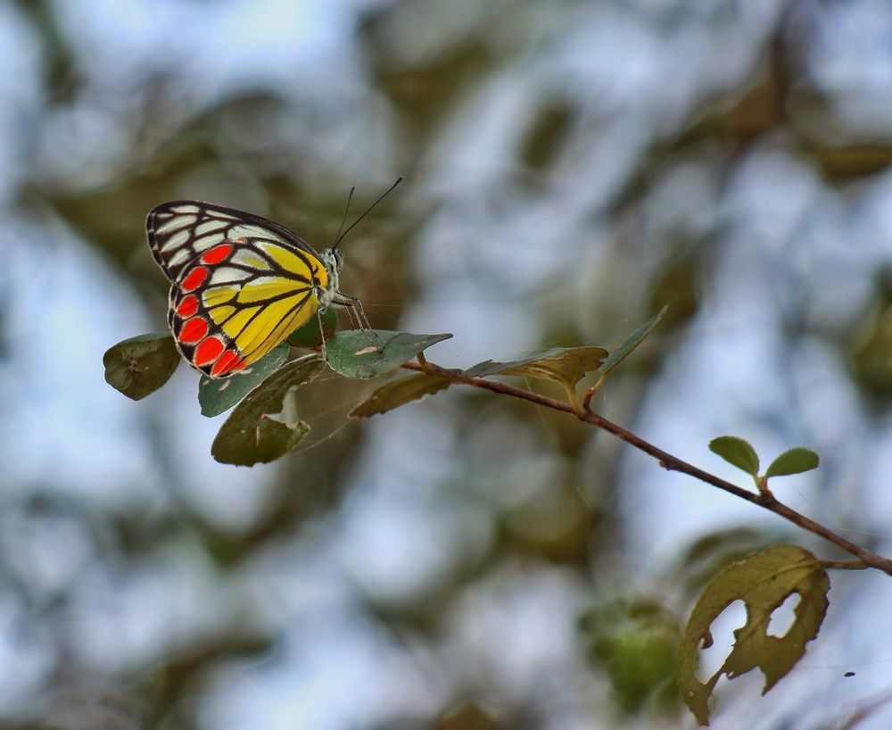 Photograph by Chintan Vyas