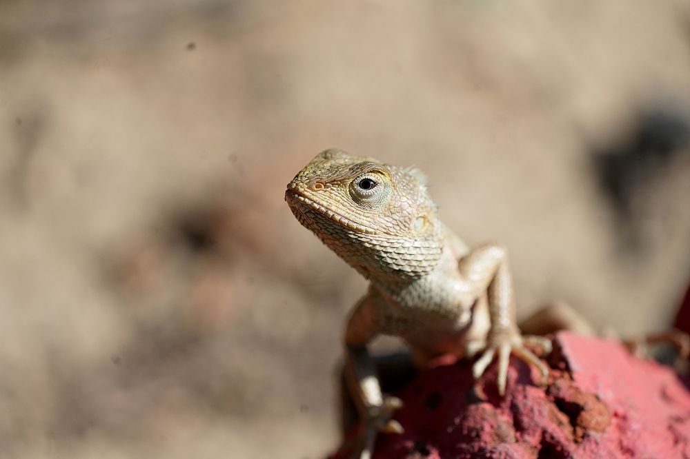 Photograph by ANEESH BHASKARAN