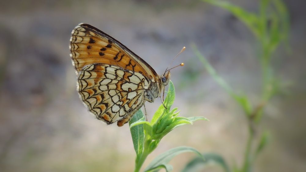 Photograph by Елена Силантьева