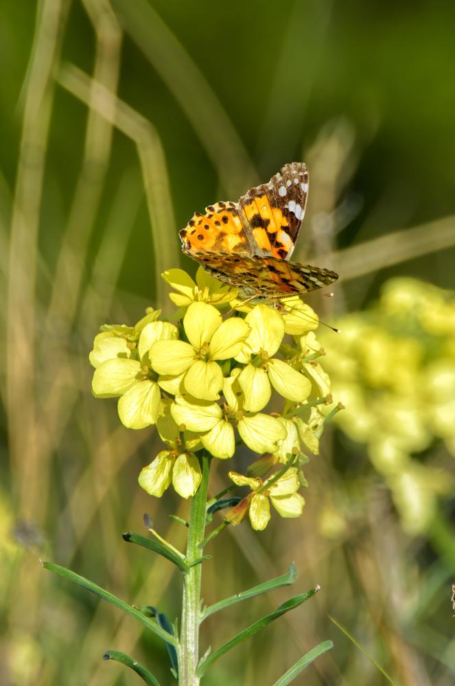 Photograph by Виктория Лобанова